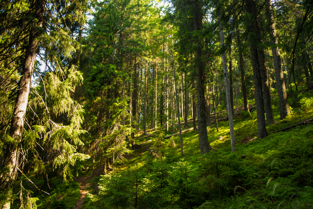 Choosing The Right Woodland Tree Planting
