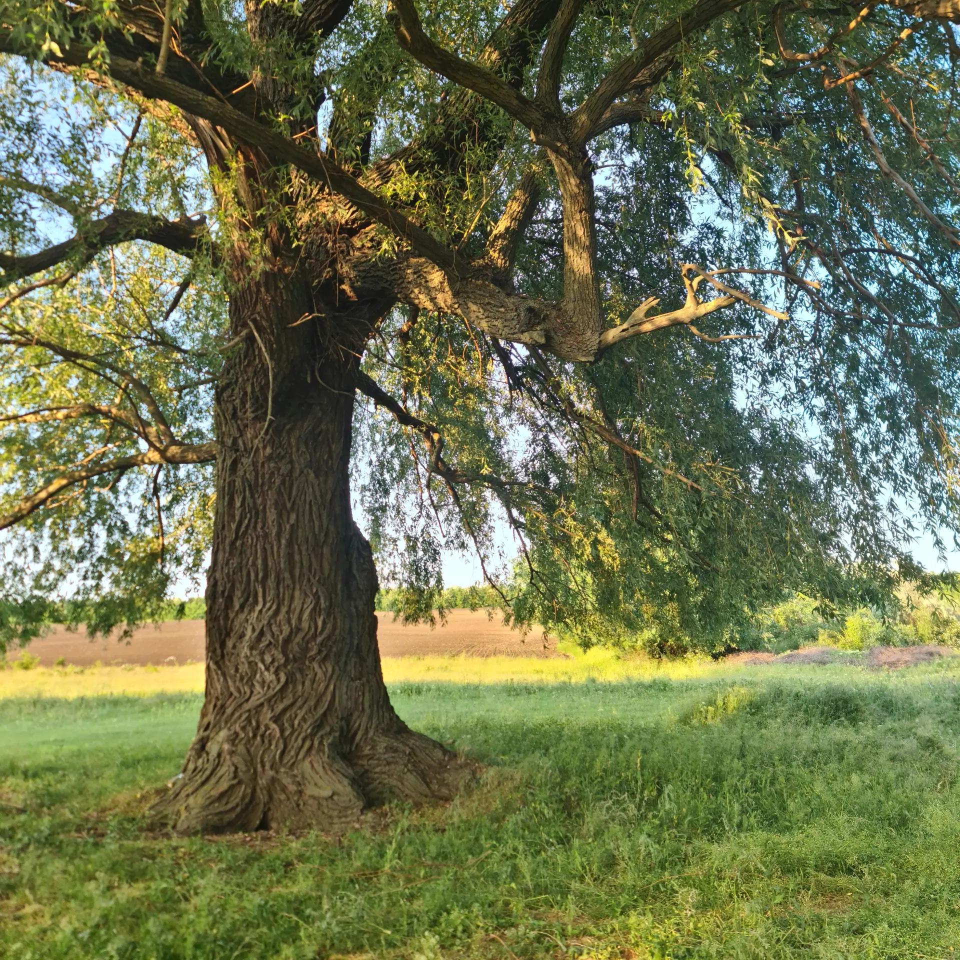 Is Your Tree Dangerous How to Spot Risks