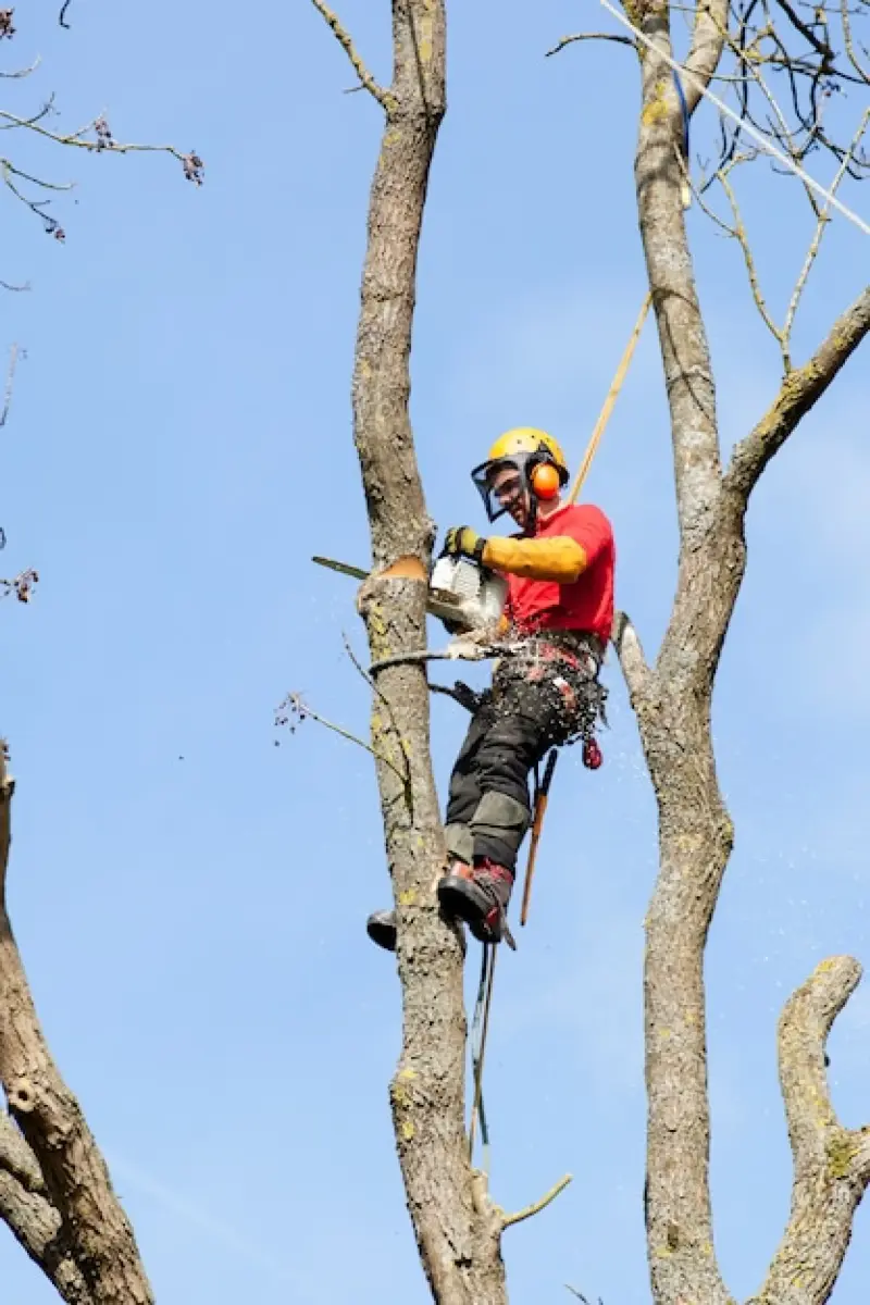 Newbury Tree Care Services | Tree Surgeon in Newbury