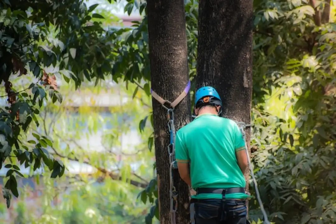 Arrange A Tree Inspection Newbury