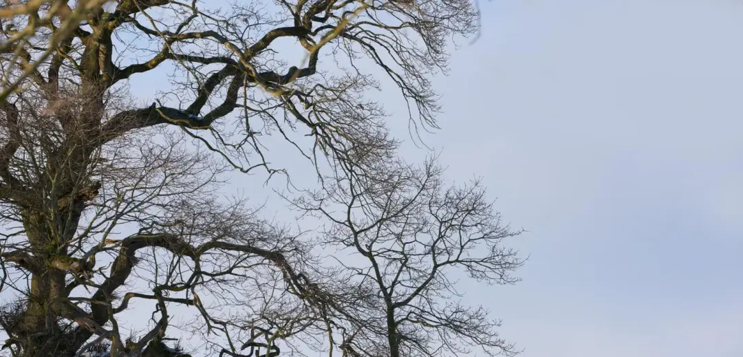 When Is Emergency Tree Removal Required