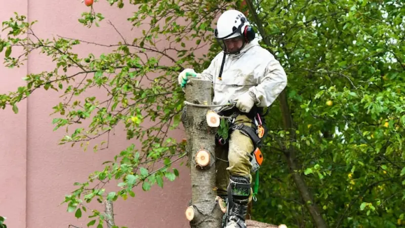 Tree Care Services Newbury
