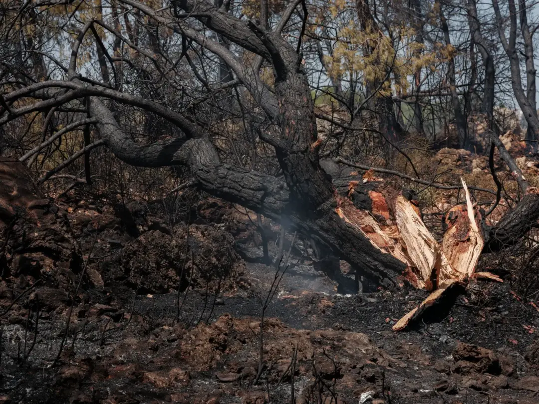 Can a Storm-Damaged Tree Be Saved