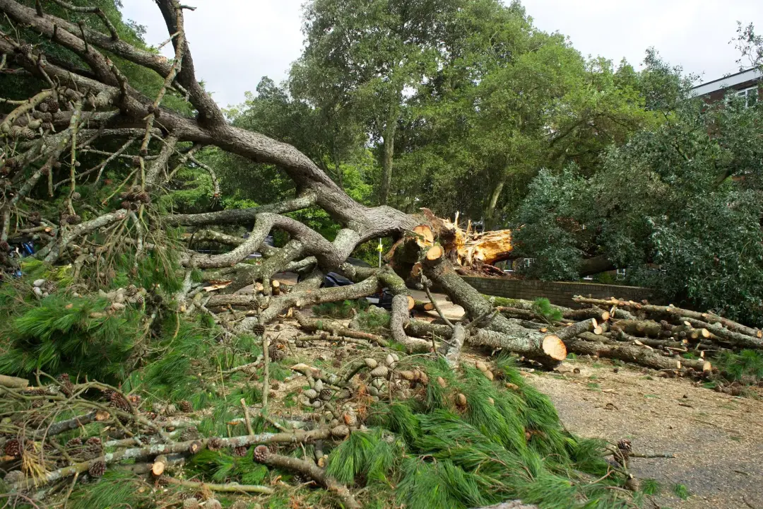 Emergency Tree Removal After Accidents