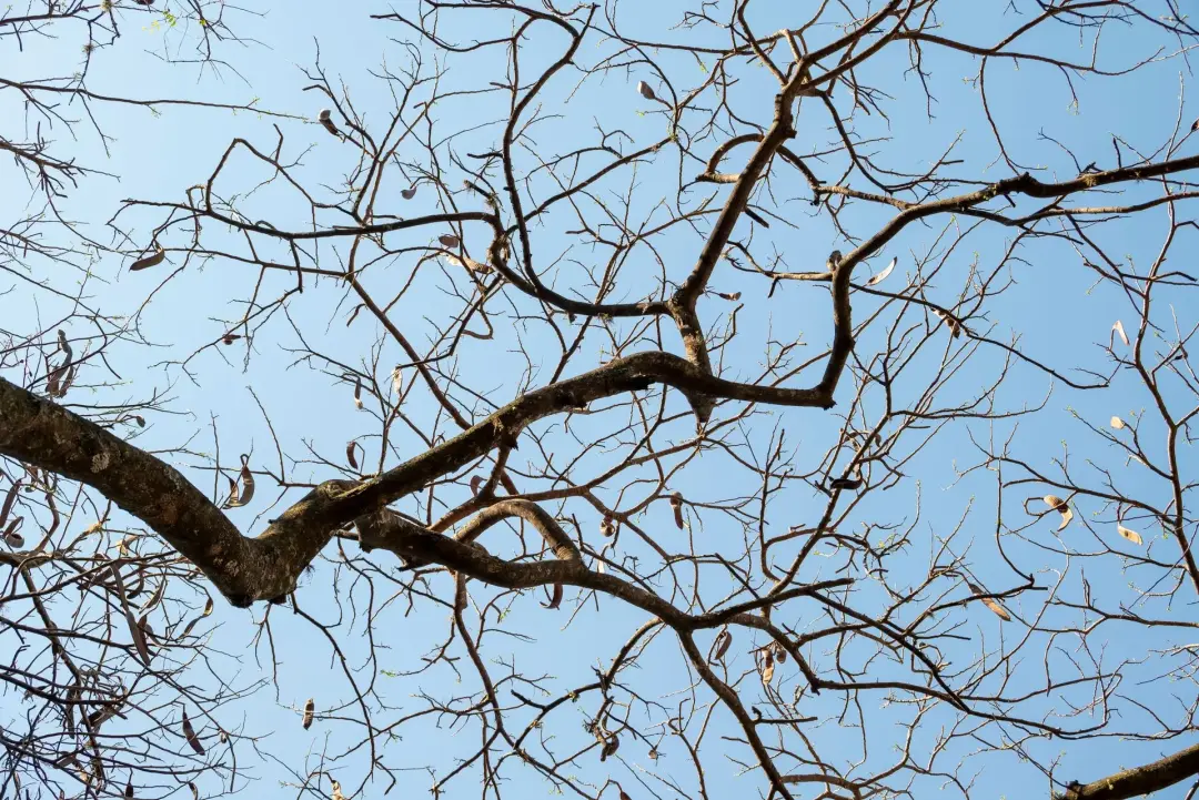 Removing Dangerous or Hanging Branches First