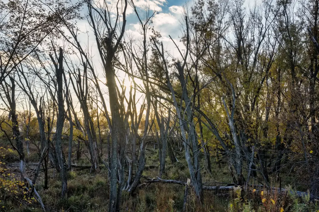 Controlling Where Branches and Timber Fall