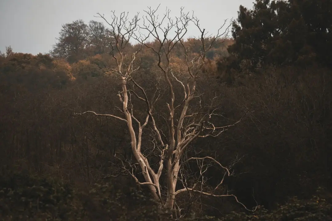 Can a Tree Recover After Losing Large Branches?