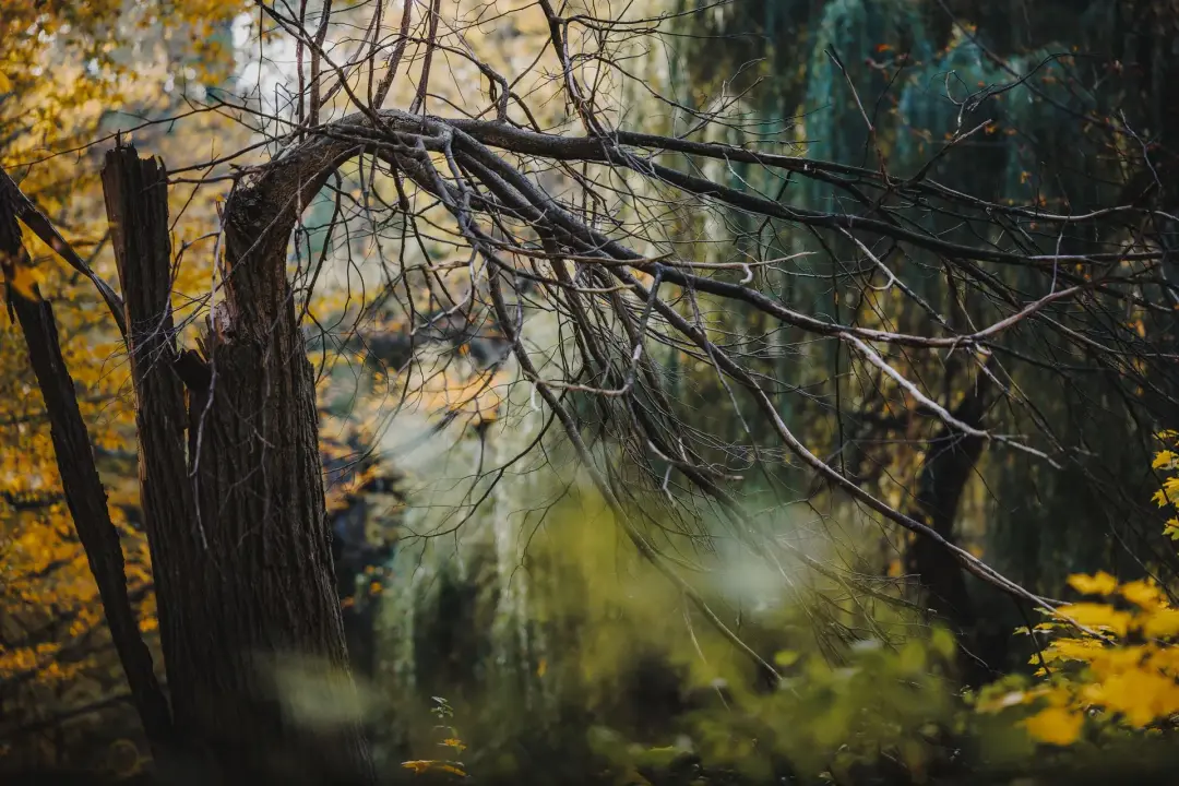 Signs a Storm-Damaged Tree May Be Saved