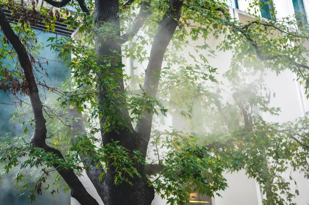 Removing Trees Near Buildings
