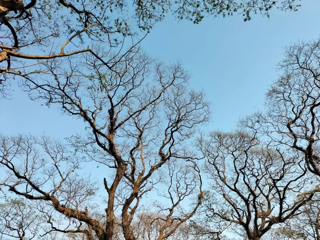 How Much of the Tree Canopy Has Been Lost?