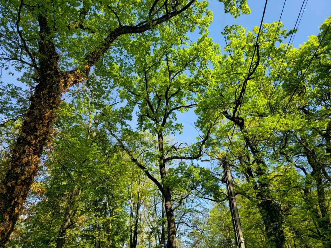 Trees Near Power Lines or Utility Equipment