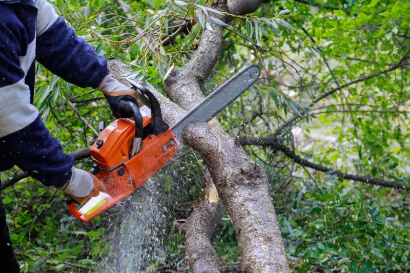 Emergency Tree Surgeons Berkshire