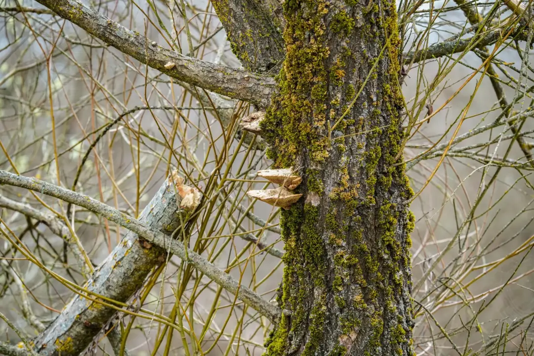 Managing Emergency Tree Removal in Confined Spaces