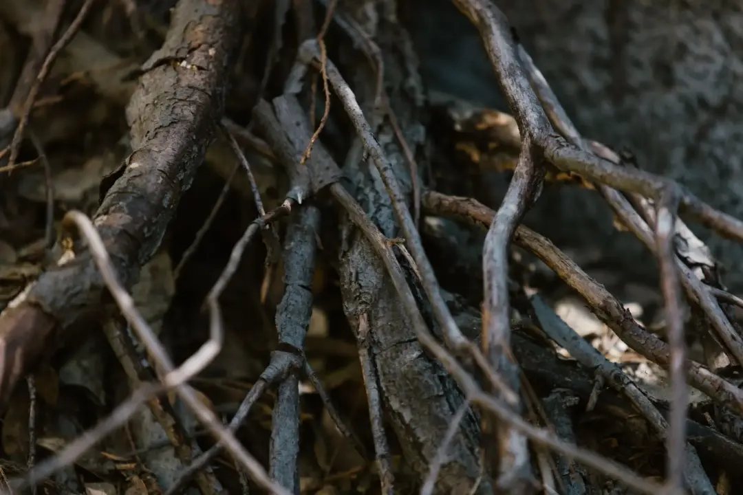 Checking the Trunk, Branches and Root System