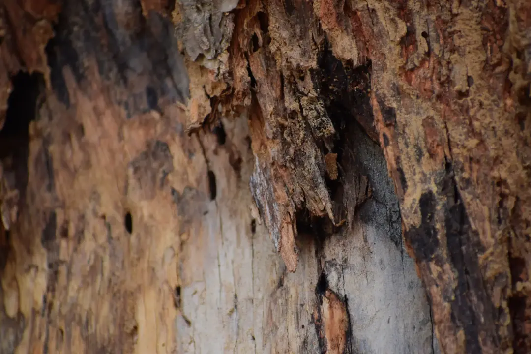 Signs of Tree Rot and Decay