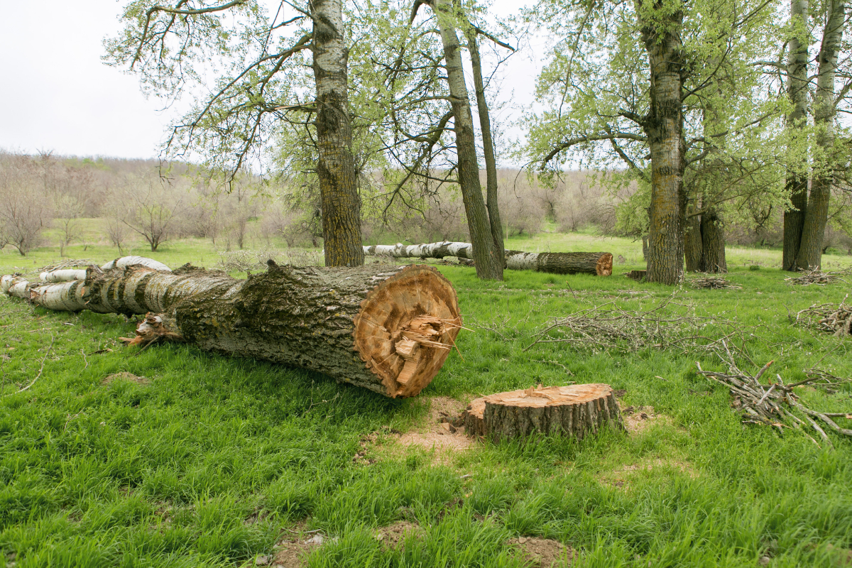 Woodland Management Newbury, Donnington, Thatcham