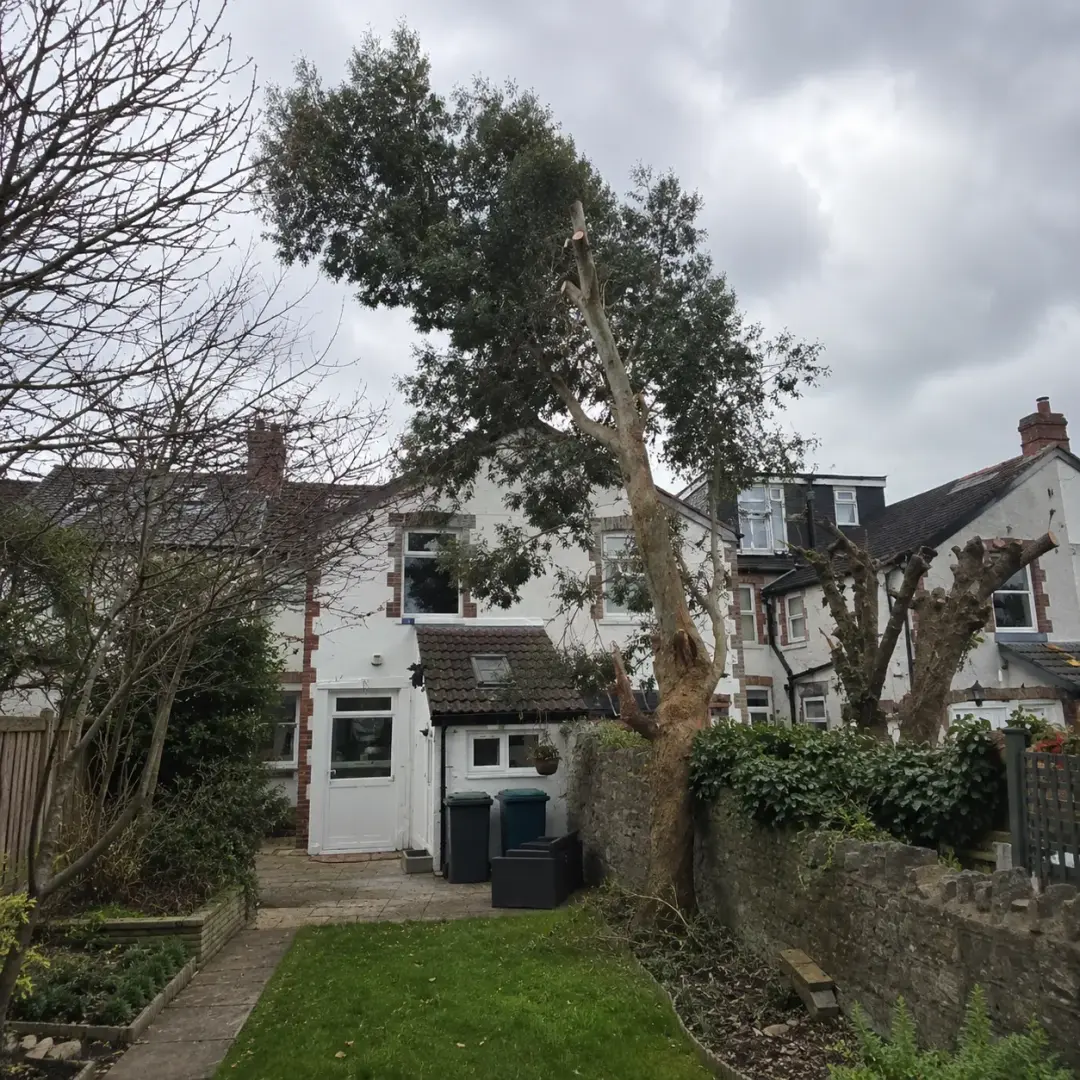 Has the Tree Started Leaning?