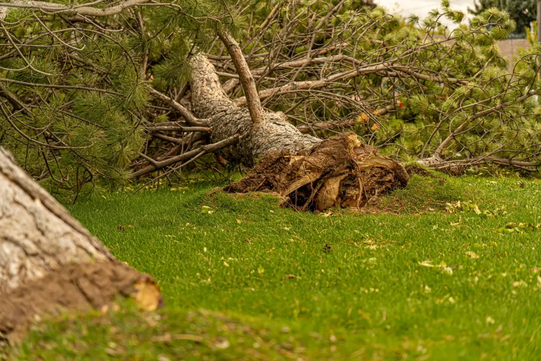 Stump Grinding Work Newbury, Donnington, Thatcham