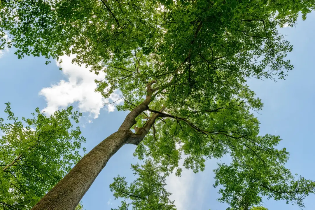 Trees at Risk of Falling onto Buildings