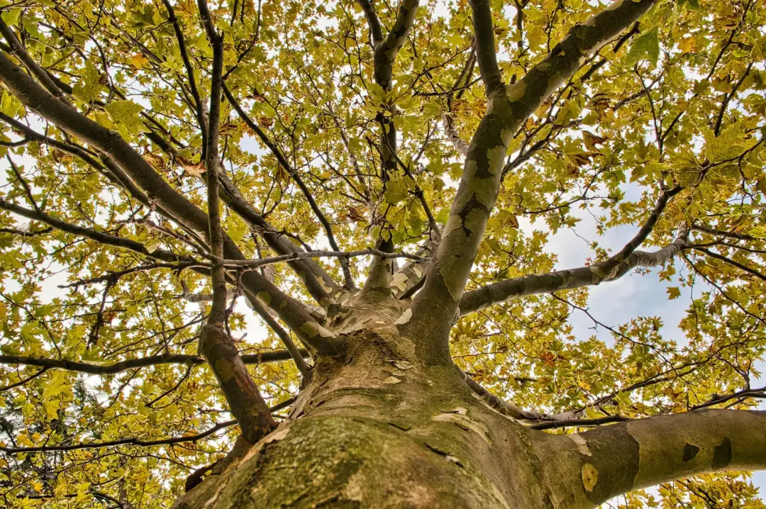 Crown Reduction & Thinning Newbury, Donnington, Thatcham