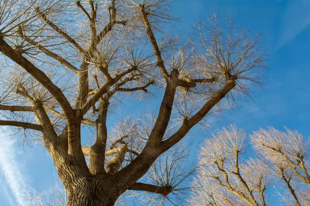 When Tree Dismantling May Be Necessary