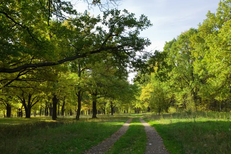 Woodland Management Newbury