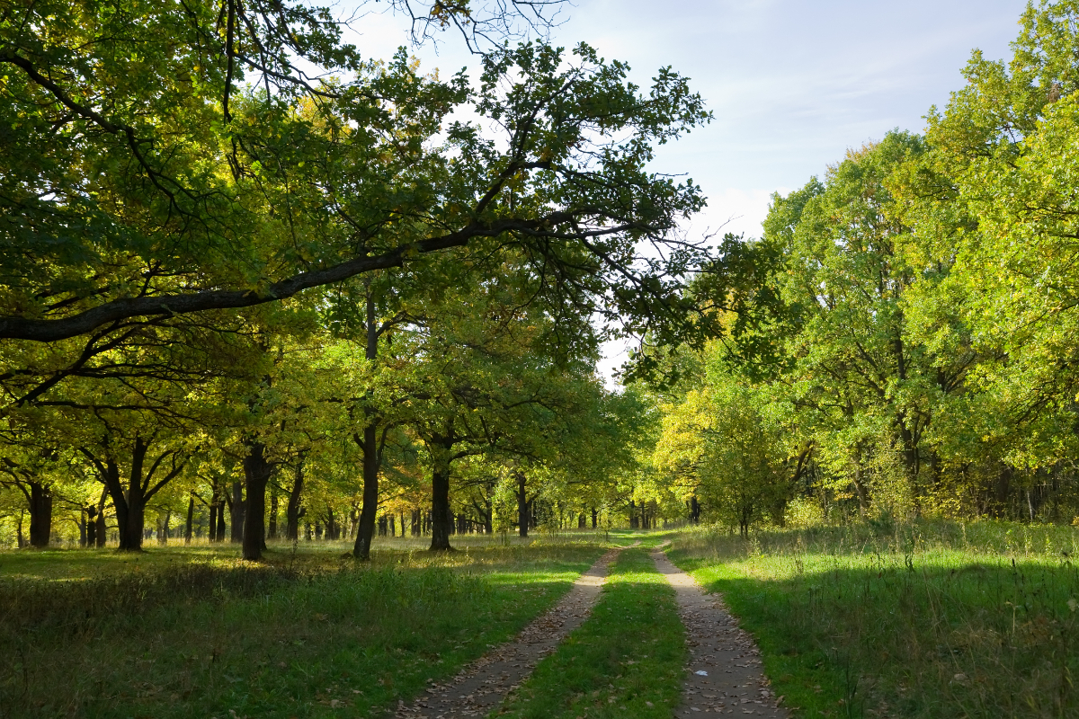 Woodland Management Newbury, Donnington, Thatcham