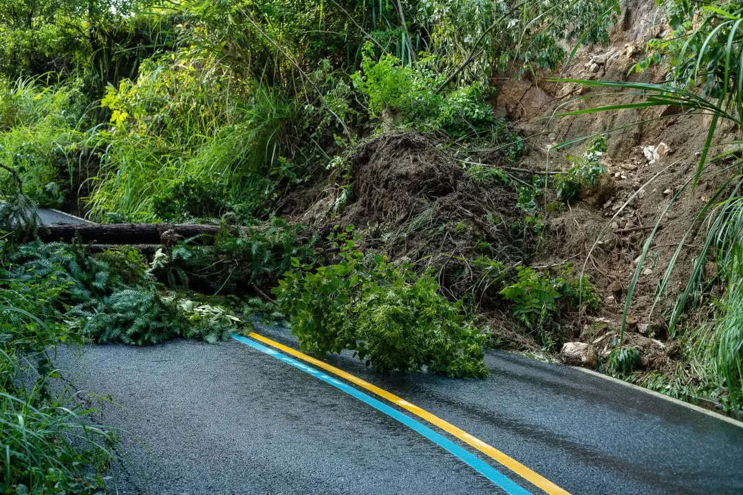 How Professionals Assess Dangerous Trees