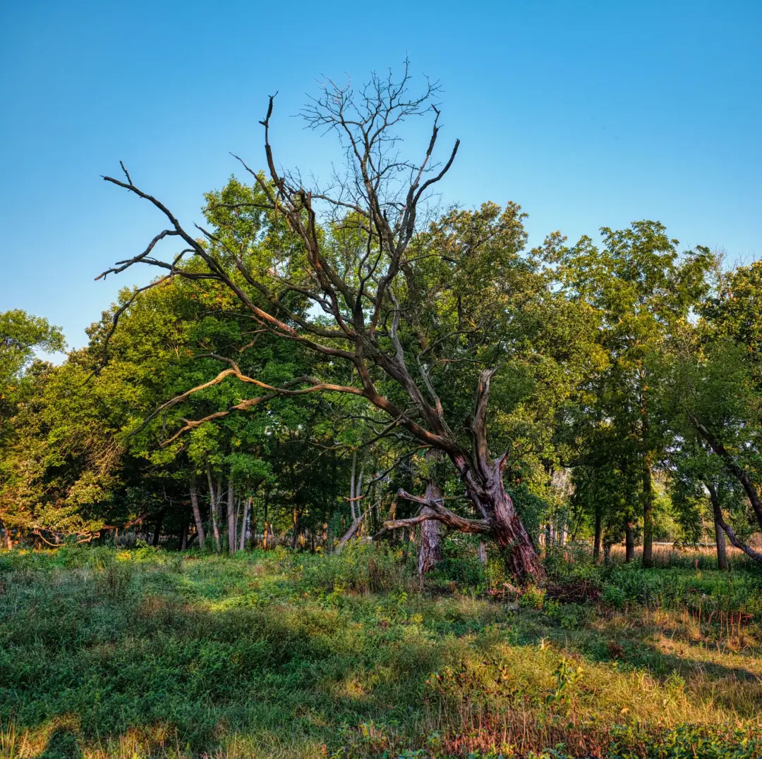 Trees Affected by Lightning Strikes