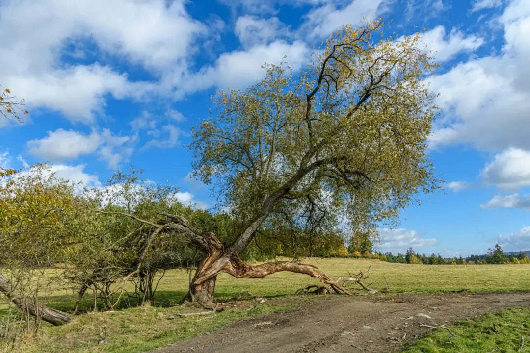 Trees Leaning Towards Buildings or Structures