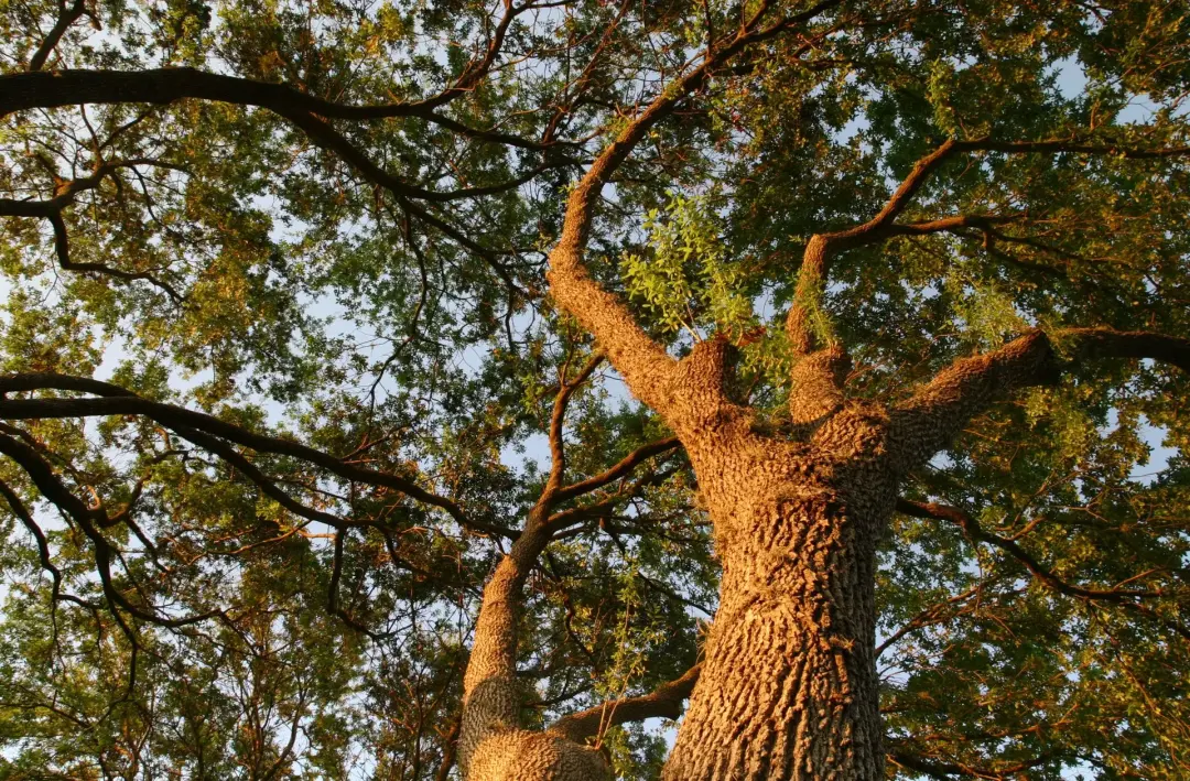 Tree Reduction Or Thinning